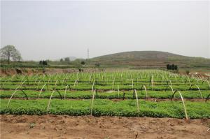 Planting cases