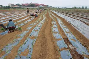 Planting cases