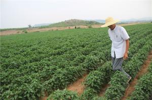 Planting cases