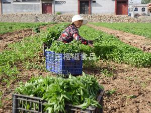 Planting cases