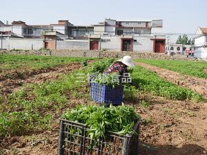 Planting cases