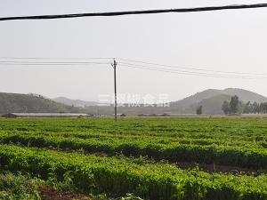 재배 사례